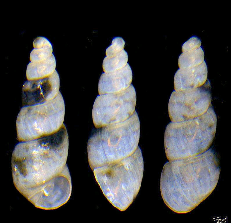 Bacteridium o una Ebala